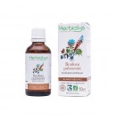 Gemmothérapie Bouleau Pubescent 50ml Herbiolys | Aroma Beauté Lyon 4